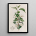 Syringa velu - Sydenham Edwards — quadro incorniciato alla parete