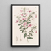 Tetratheca velue - Sydenham Edwards — quadro incorniciato alla parete