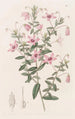 Tetratheca velue - Sydenham Edwards — vista dell’opera