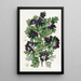 Aubépine noire à feuilles velues - Sydenham Edwards — quadro incorniciato alla parete