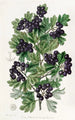Aubépine noire à feuilles velues - Sydenham Edwards — vista dell’opera