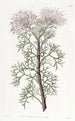 Isopogon elegante - Sydenham Edwards — vista dell’opera