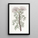 Isopogon elegante - Sydenham Edwards — quadro incorniciato alla parete