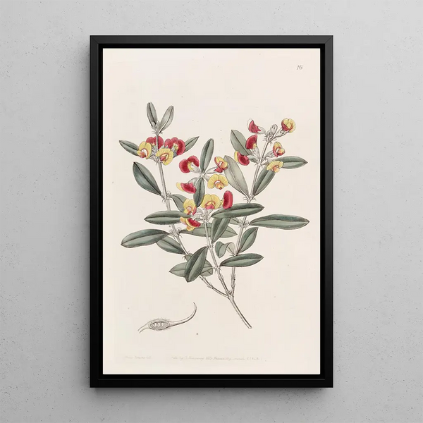 Sydenham Edwards - Headed Oxylobium.webp