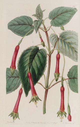 Sydenham Edwards - Heartleaved Fuchsia.webp