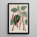 Fucsia a foglie cordate - Sydenham Edwards — quadro incorniciato alla parete