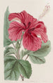 Hibiscus cameronifulgens - Sydenham Edwards — vista dell’opera