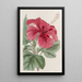 Hibiscus cameronifulgens - Sydenham Edwards — quadro incorniciato alla parete