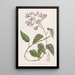 Solanum à pétales crochus - Sydenham Edwards — quadro incorniciato alla parete