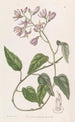 Solanum à pétales crochus - Sydenham Edwards — vista dell’opera