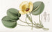 Limnocharis di Humboldt - Sydenham Edwards — vista dell’opera