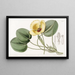 Limnocharis di Humboldt - Sydenham Edwards — quadro incorniciato alla parete