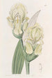 Iris imbriqué - Sydenham Edwards — vista dell’opera