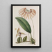 Cirrhopetalum insulare - Sydenham Edwards — quadro incorniciato alla parete
