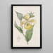 Sabot de Vénus irapéan ou fleur pélican - Sydenham Edwards — quadro incorniciato alla parete