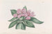 Tradescantia iridescente - Sydenham Edwards — vista dell’opera