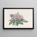 Tradescantia iridescente - Sydenham Edwards — quadro incorniciato alla parete