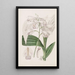 Bletia japonaise - Sydenham Edwards — quadro incorniciato alla parete