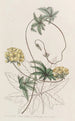 Stigmaphyllon à feuilles de Jatropha - Sydenham Edwards — vista dell’opera