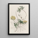 Stigmaphyllon à feuilles de Jatropha - Sydenham Edwards — quadro incorniciato alla parete