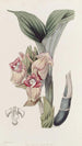 Acanthophippium javanais - Sydenham Edwards — vista dell’opera