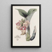 Acanthophippium javanais - Sydenham Edwards — quadro incorniciato alla parete