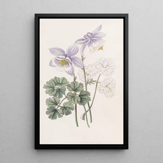 Sydenham Edwards - Joyous Colombine.webp