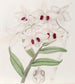 Dendrobium di Lady Dalhousie - Sydenham Edwards — vista dell’opera