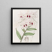 Dendrobium di Lady Dalhousie - Sydenham Edwards — quadro incorniciato alla parete