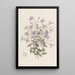 Campanule Laeflings - Sydenham Edwards — quadro incorniciato alla parete