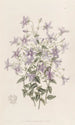 Campanule Laeflings - Sydenham Edwards — vista dell’opera