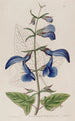 Sauge mexicaine à grandes fleurs bleues - Sydenham Edwards — vista dell’opera