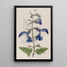 Sauge mexicaine à grandes fleurs bleues - Sydenham Edwards — quadro incorniciato alla parete