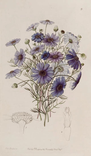 Sydenham Edwards - Large Swan Daisy.webp