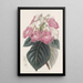Achimènes a grandi fiori - Sydenham Edwards — quadro incorniciato alla parete