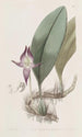 Bulbophyllum à grandi fiori - Sydenham Edwards — vista dell’opera
