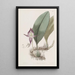 Bulbophyllum à grandi fiori - Sydenham Edwards — quadro incorniciato alla parete