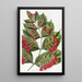 Combretum à grandi fiori - Sydenham Edwards — quadro incorniciato alla parete