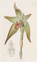 Lycaste à grandi fiori - Sydenham Edwards — vista dell’opera