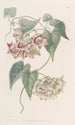Philibertia à grandi fiori - Sydenham Edwards — vista dell’opera