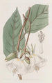 Trochetia à grandi fiori - Sydenham Edwards — vista dell’opera