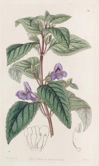 Sydenham Edwards - Largeflowered Wingpoint.webp