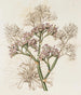 Lavanda di mare a grandi foglie - Sydenham Edwards — vista dell’opera