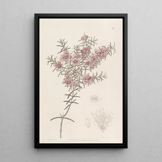 Sydenham Edwards - Larger Peach Myrtle.webp