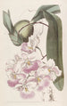Odontoglossum au parfum de citron - Sydenham Edwards — vista dell’opera