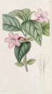Ruellia à fleurs lilas - Sydenham Edwards — vista dell’opera