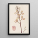 Govenia de Linden - Sydenham Edwards — quadro incorniciato alla parete