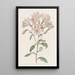 Alstroemeria rayée - Sydenham Edwards — quadro incorniciato alla parete