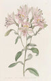 Alstroemeria rayée - Sydenham Edwards — vista dell’opera