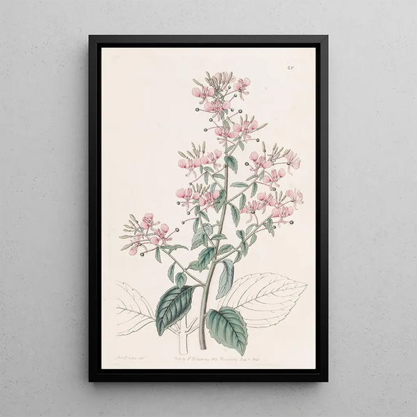 Sydenham Edwards - Lineleaved Lopezia.webp